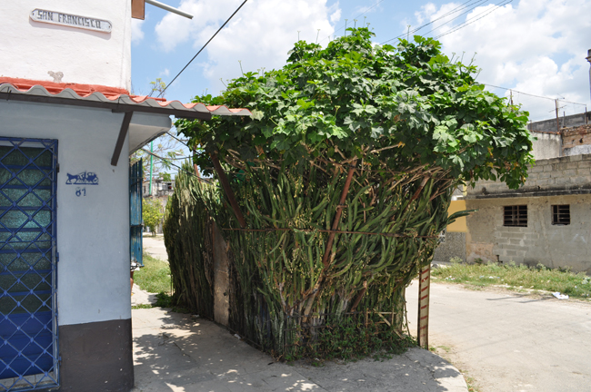 Untitled (Habitat cell made out with euphorbia trigona shrubs and an aluminum door), 2012
